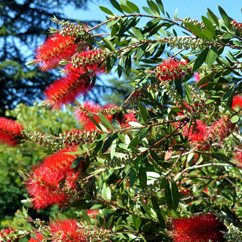 GreenWill Bottle Brush Blumensamen zur Aussaat leuchtend Traditionssorte & ohne Gentechnik Samen Hausgarten