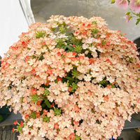 Verbena peaches and cream perennial blume samen for elegant blooms