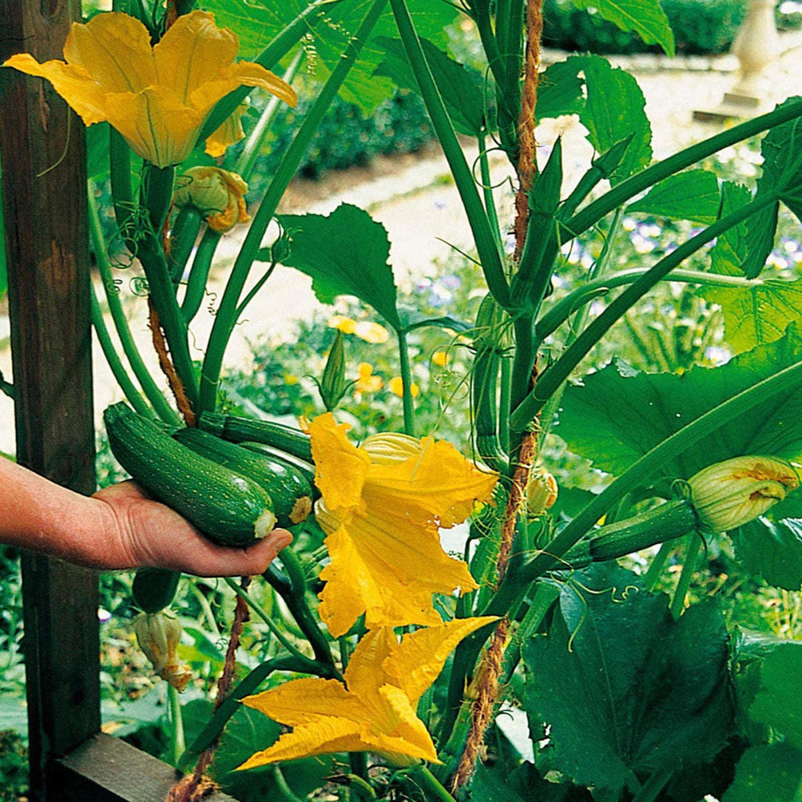 Zucchini Gemüsesamen: Perfect for für den Hausgarten
