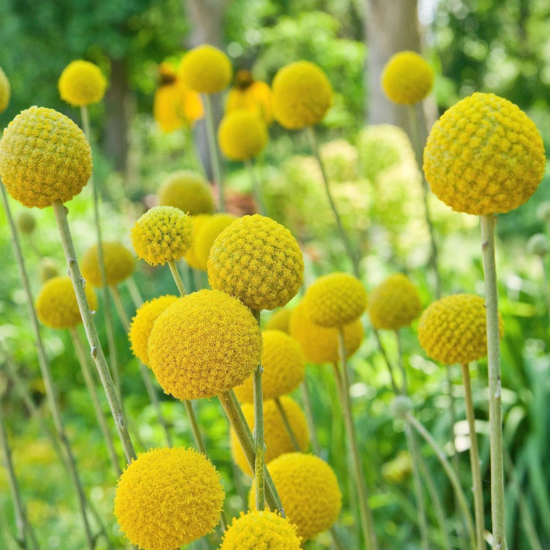 Gelb Balls or Craspedia Blumensamen zur Aussaat – saisonal Dauerblüher – Traditionssorte & ohne Gentechnik Samen Hausgarten