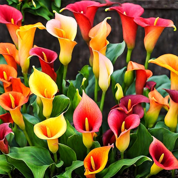 Lilie Lilium spp Blumensamen zur Aussaat Blume Beet