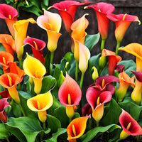 Lilie Lilium spp Blumensamen zur Aussaat Blume Beet