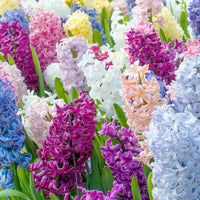 Multicolour hyacinthus orientalis blume samen for anpflanzung premium quality heirloom & gmo free samen for home garten 
 
 sale samen for home garten anpflanzung