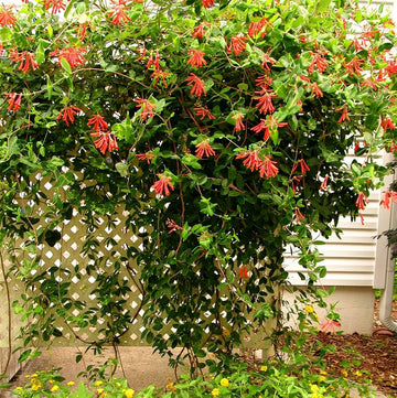 Honeysuckle vine lonicera spp for anpflanzung in garten trellis