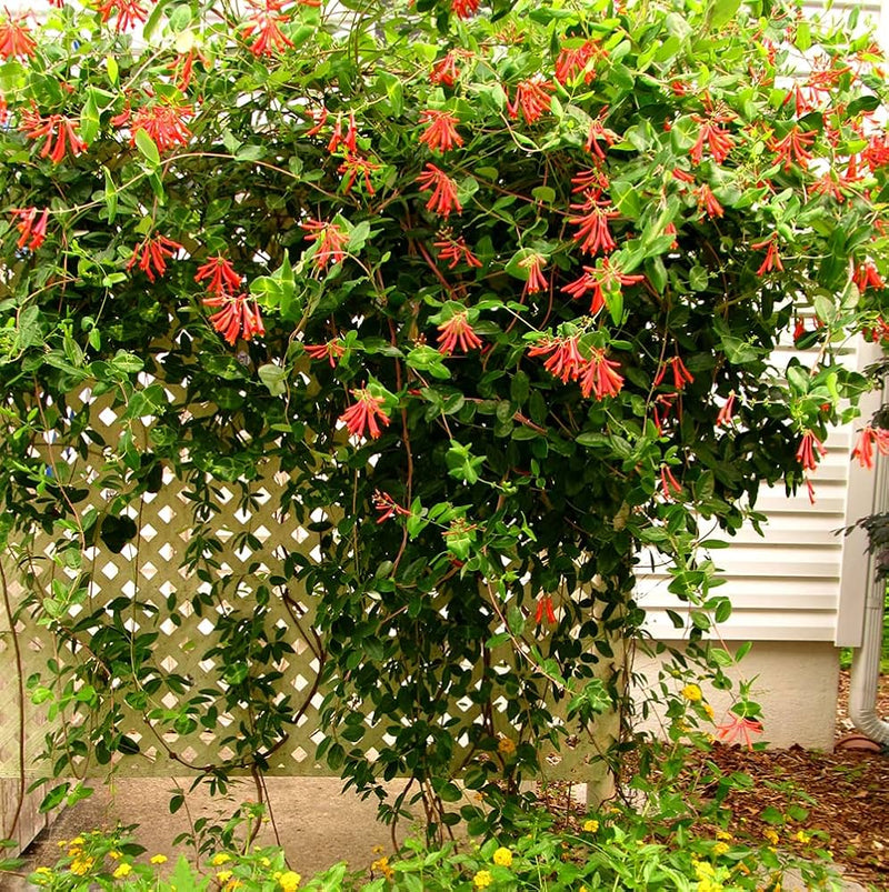 Honeysuckle vine lonicera spp for anpflanzung in garten trellis