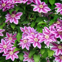 Waldrebe Lila Blumensamen zur Aussaat – Wildblume Mischung – Traditionssorte & ohne Gentechnik Samen Hausgarten