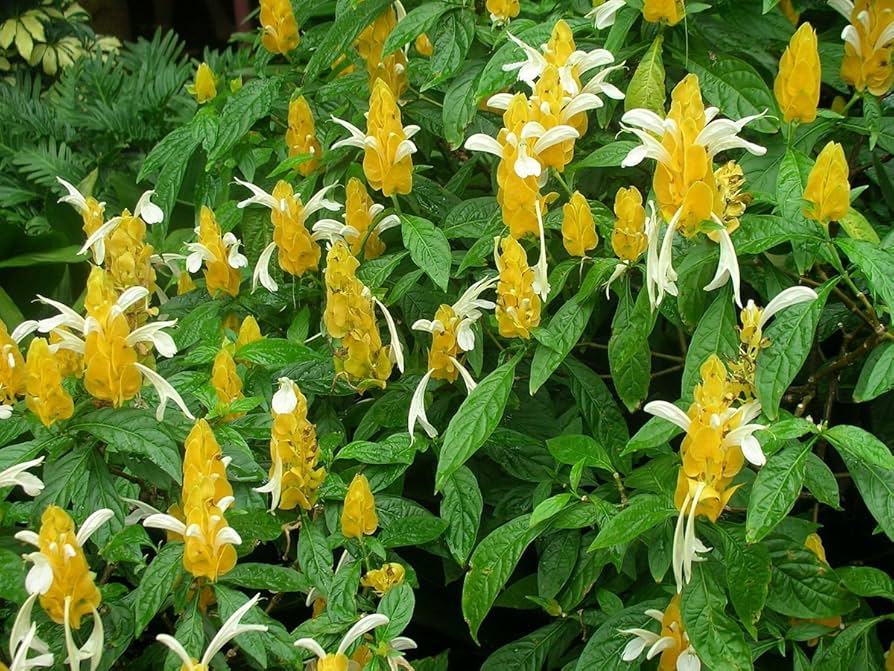 Pachystachys Lutea Blumensamen zur Aussaat – leuchtend Blüten – Traditionssorte & ohne Gentechnik Samen Hausgarten