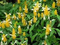 Pachystachys Lutea Blumensamen zur Aussaat – leuchtend Blüten – Traditionssorte & ohne Gentechnik Samen Hausgarten
