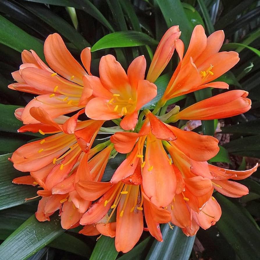 Clivia Samen zur Aussaat Clivia Miniata für Innenräume Garten shady Blume Beet