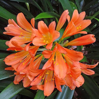Clivia Samen zur Aussaat Clivia Miniata für Innenräume Garten shady Blume Beet