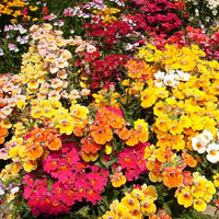 Traditionssorte Nemesia Carnival Mischung Blumensamen zur Aussaat leuchtend Blüten Traditionssorte & ohne Gentechnik Samen Hausgarten