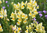 Oldfield Toadflax Blumensamen zur Aussaat – Garten beliebt – Traditionssorte & ohne Gentechnik Samen Hausgarten