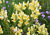 Oldfield toadflax blume samen for anpflanzung - garten favorite, heirloom & gmo free samen for home garten
 
 sale samen for anpflanzung in home garten