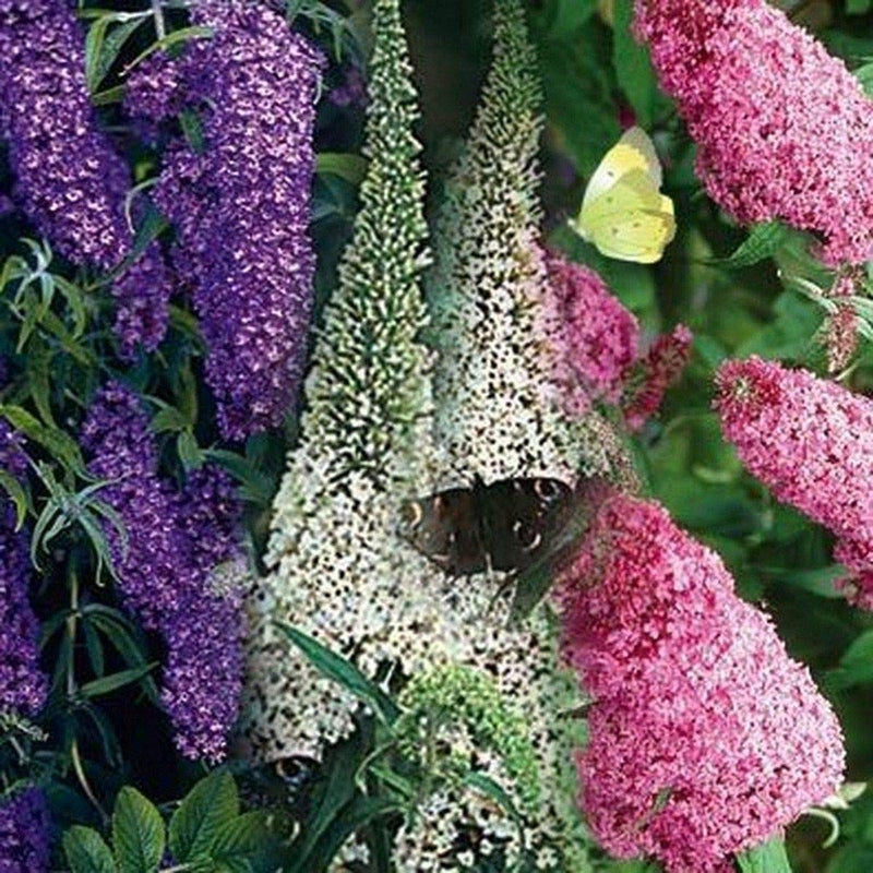Butterfly bush rare blume samen