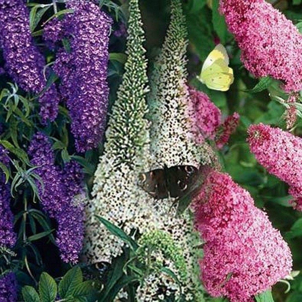 Butterfly bush rare blume samen