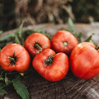 Tomato gemüse solanum lycopersicum für aussaat in gemüse patch