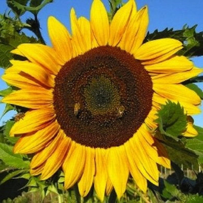 Sunzilla (sunzilla sunflower) samen for anpflanzung in home garten