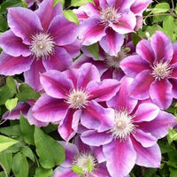 klein Rosa Waldrebe Blumensamen zur Aussaat Drought verträglich Traditionssorte & ohne Gentechnik Samen Hausgarten