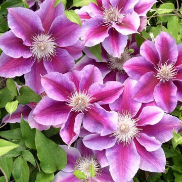 klein Rosa Waldrebe Blumensamen zur Aussaat Drought verträglich Traditionssorte & ohne Gentechnik Samen Hausgarten