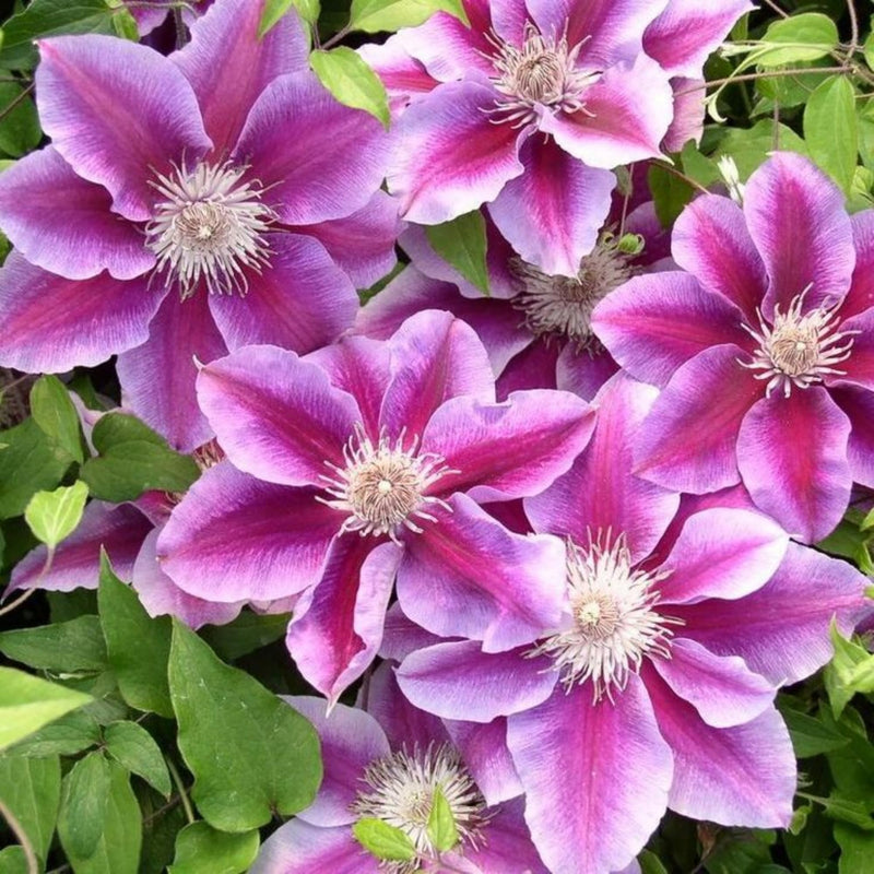 klein Rosa Waldrebe Blumensamen zur Aussaat Drought verträglich Traditionssorte & ohne Gentechnik Samen Hausgarten