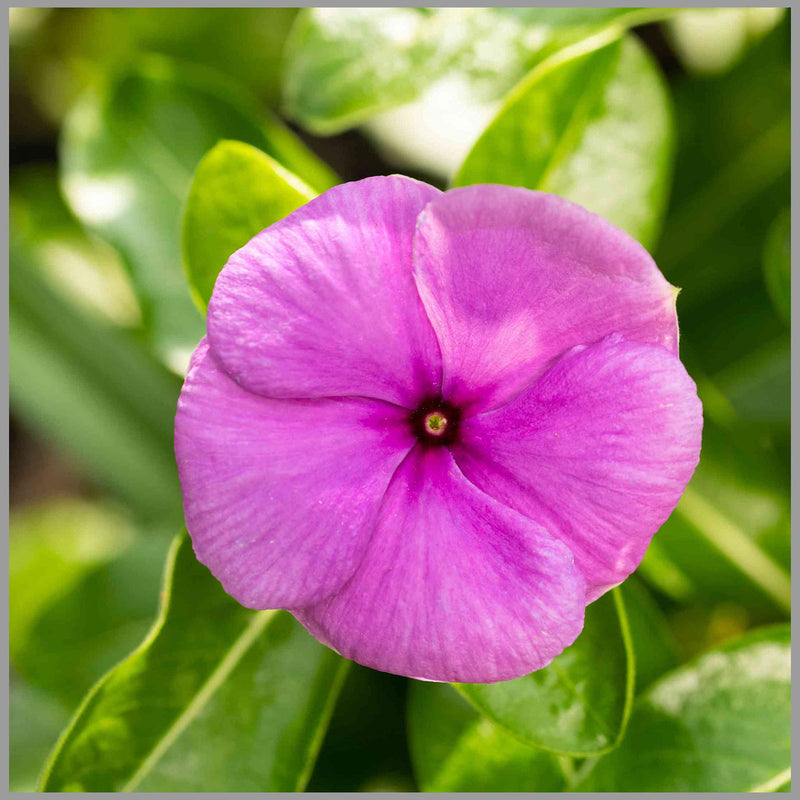 Thick rosa periwinkle blume samen for anpflanzung - fragrant blossoms, heirloom & gmo free samen for home garten
 
 sale samen for anpflanzung in home garten