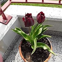 Schwarz Tulpe Blumensamen zur Aussaat saisonal Dauerblüher Traditionssorte & ohne Gentechnik Samen Hausgarten