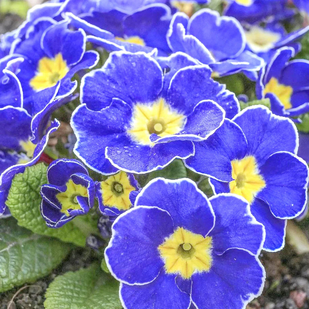 Blau Evening Schlüsselblume Blumensamen zur Aussaat hochwertige Qualitäts- Traditionssorte & ohne Gentechnik Samen Hausgarten
