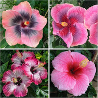 Traditionssorte Hibiskus Bonsai Blumensamen zur Aussaat leuchtend Blüten Traditionssorte & ohne Gentechnik Samen Hausgarten