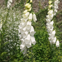Digitalis pure weiß foxglove samen for elegant weiß blooms