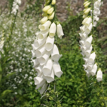 Digitalis pure weiß foxglove samen for elegant weiß blooms