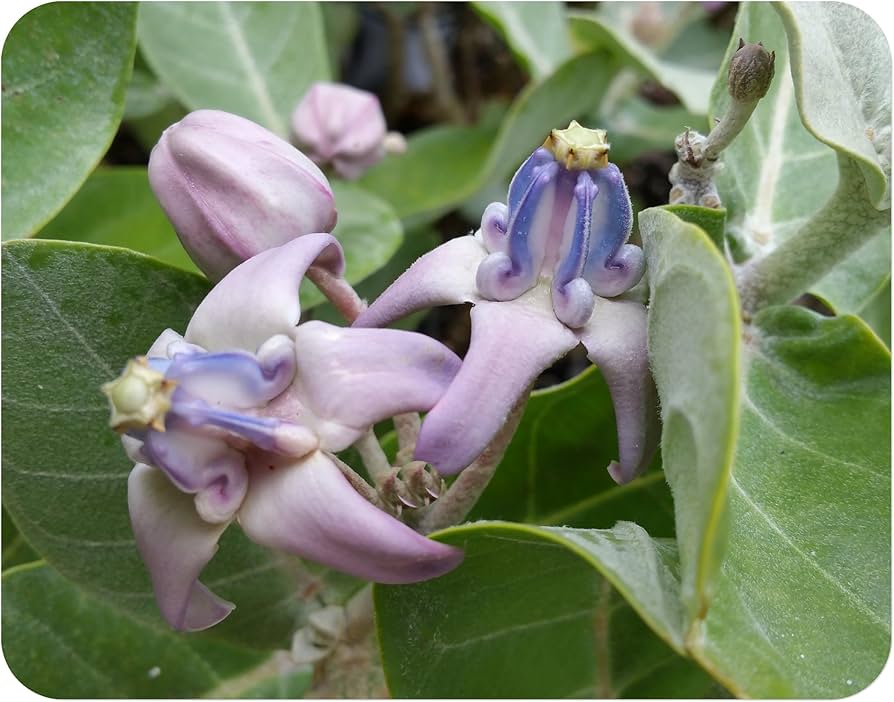 Calotropis Gigantea Violett Samen zur Aussaat Schmetterling Garten tropisch Yard