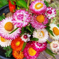 Gemischt Straw Blumensamen zur Aussaat – Bestäuber freundlich – Traditionssorte & ohne Gentechnik Samen Hausgarten