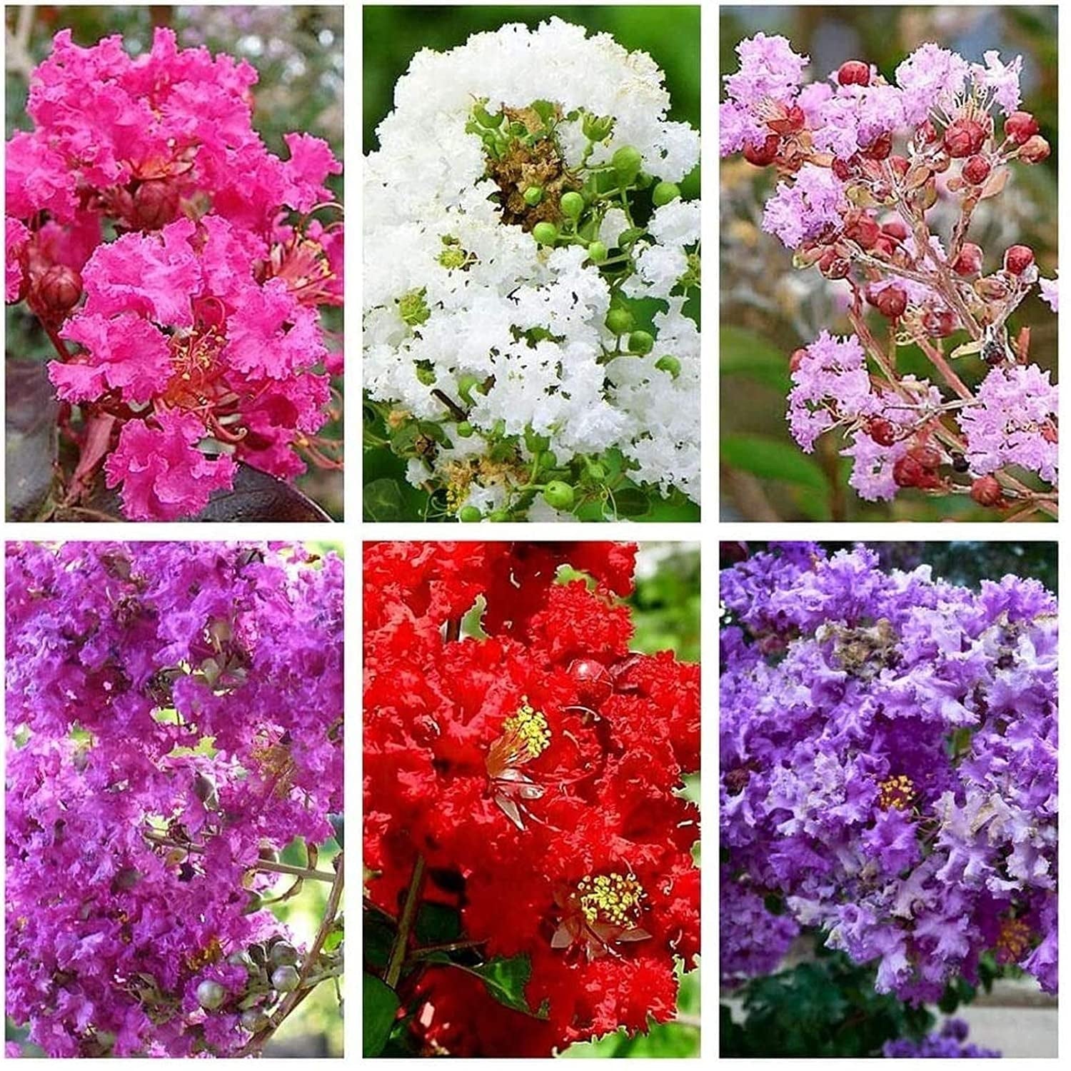 Gemischt Crepe Myrtle Blumensamen zur Aussaat – leuchtend Blüten – Traditionssorte & ohne Gentechnik Samen Hausgarten