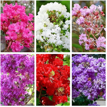 Gemischt Crepe Myrtle Blumensamen zur Aussaat – leuchtend Blüten – Traditionssorte & ohne Gentechnik Samen Hausgarten