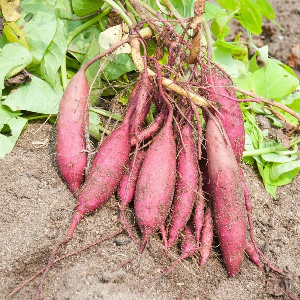 Pink batatas potato samen – perfect für aussaat in your garten gemüse samen