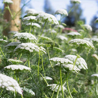 Ammi Majus Fabaceae Samen zur Aussaat Blume Beet und Herb Garten