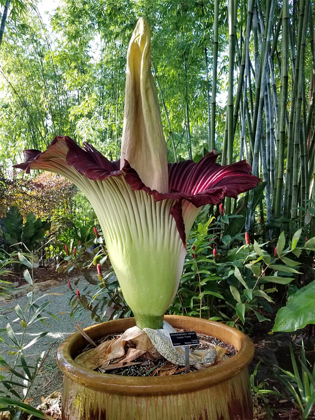 Corpse Blume Amorphophallus titanum Samen zur Aussaat tropisch Garten und Botanical Garten