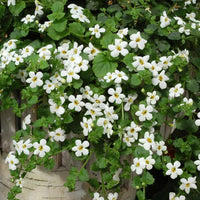 Hanging bacopa sutera cordata blume samen