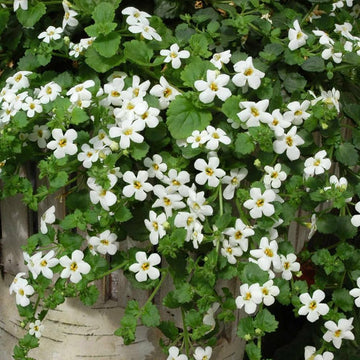 Hanging bacopa sutera cordata blume samen