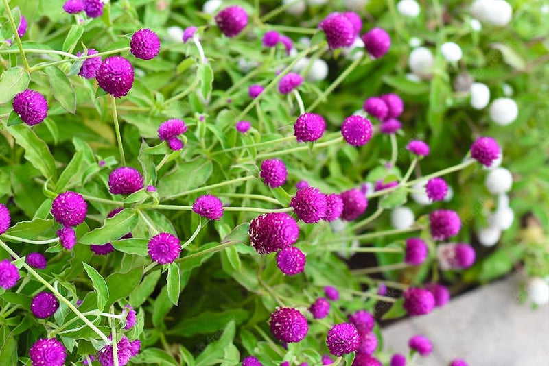 Gomphrena higro lila annual samen for sunny garten borders