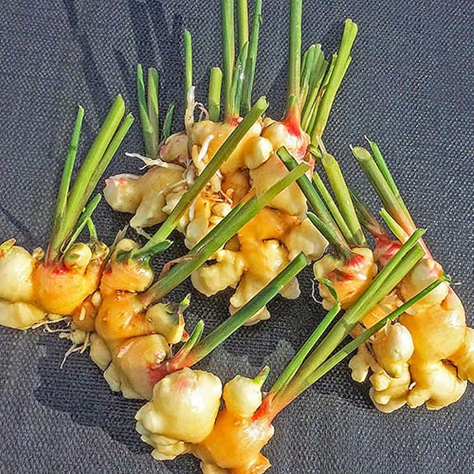 Spicy ginger root gemüse samen für aussaat samen