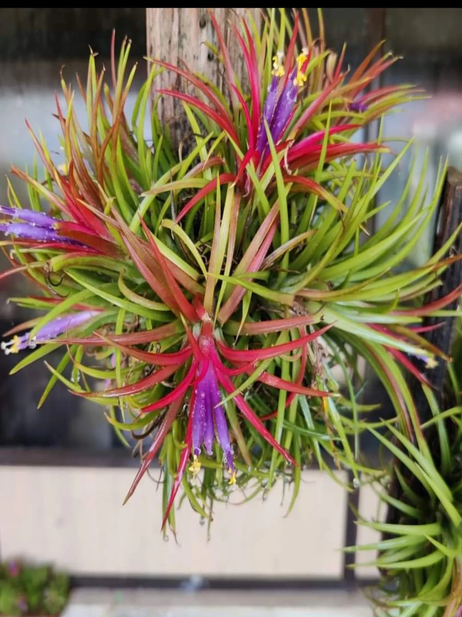 Tillandsia Ionantha Blumensamen zur Aussaat leuchtend Traditionssorte & ohne Gentechnik Samen Hausgarten