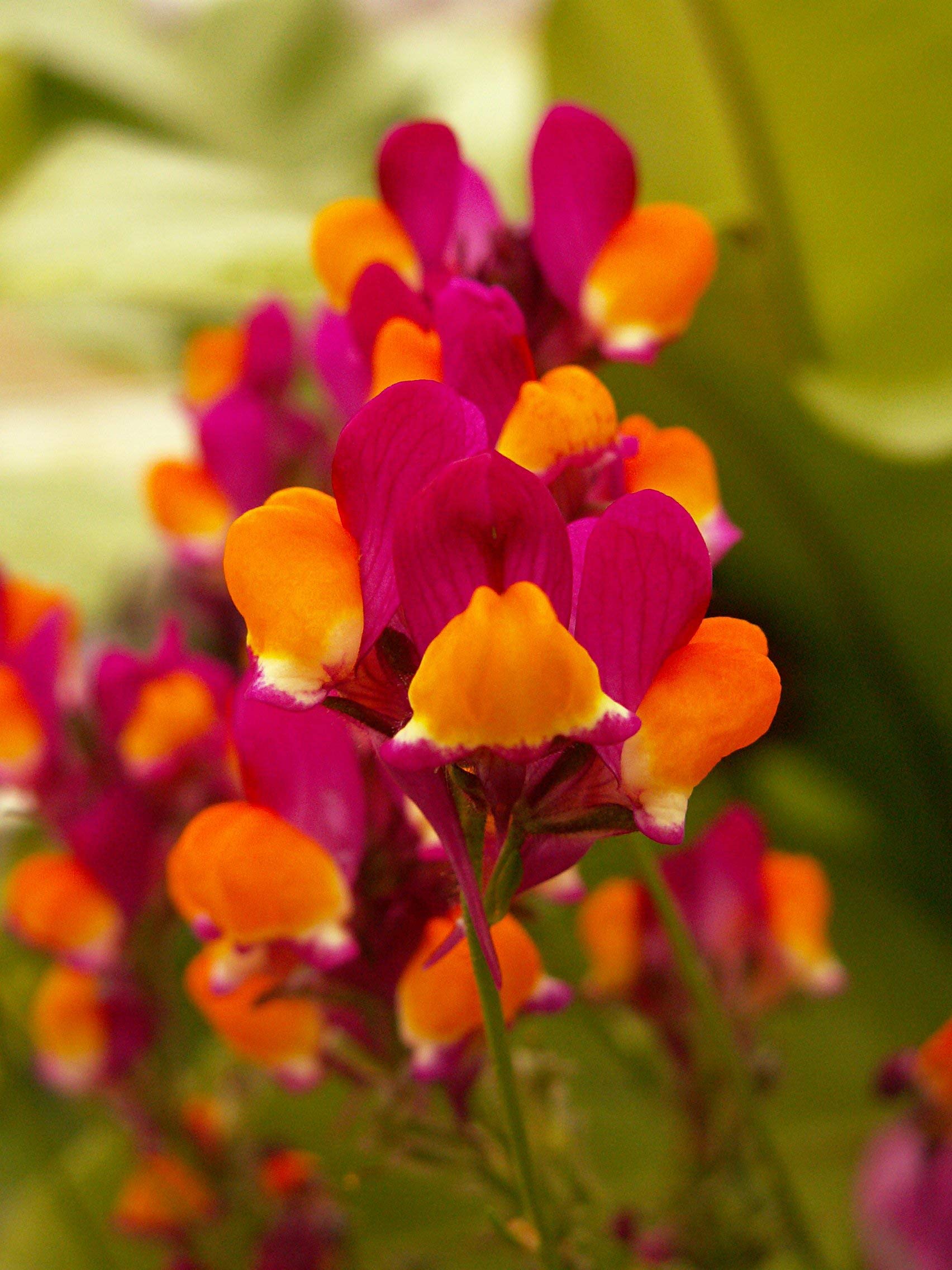 Linaria flamenco bi-color reticulata blume samen