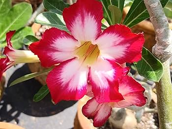 Gemischt Desert Rose Wüstenrose obesum Blumensamen zur Aussaat Blume Beet und Garten