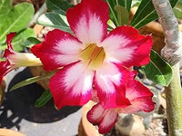 Gemischt Desert Rose Wüstenrose obesum Blumensamen zur Aussaat Blume Beet und Garten