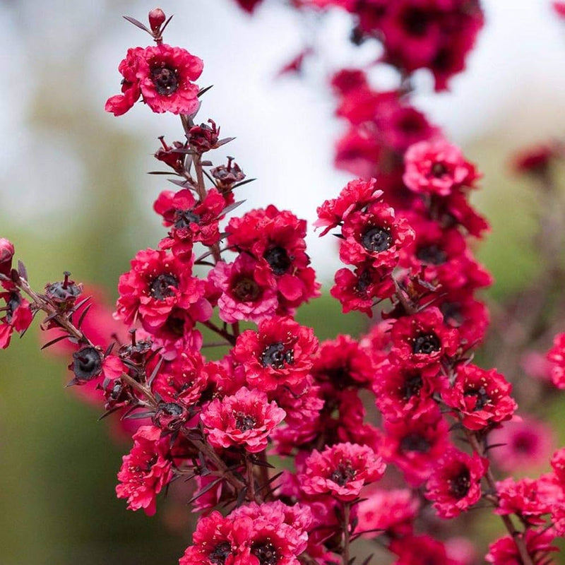 Rosa manuka honey teatree leptospermum scoparium blume samen for anpflanzung - colorful display, heirloom & gmo free samen for home garten
 
 sale samen for anpflanzung in home garten