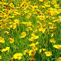 Indian Cockade Blumensamen – Native American Wildblume Traditionssorte