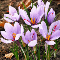 Hatsuga Saffron Crocus Gemischt Blumensamen zur Aussaat – sonnenliebend – Traditionssorte & ohne Gentechnik Samen Hausgarten