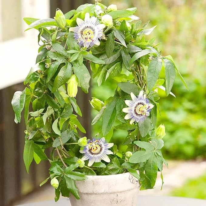 Passiflora Passiflora spp Gemischt Blumensamen zur Aussaat Blume Beet