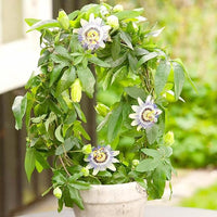 Passiflora Passiflora spp Gemischt Blumensamen zur Aussaat Blume Beet
